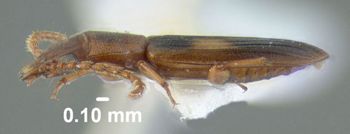 Media type: image;   Entomology 612915 Aspect: habitus lateral view